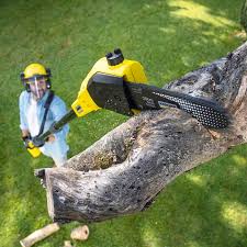 Best Tree Removal Services  in New Port Richey, FL